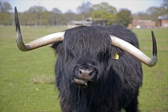 Longhorn Highland cattle at Helmingham Hall, Suffolk, England, United Kingdom, Europe