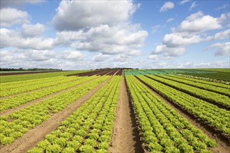 Rows of lettuce crop growing in field, near Butley, Suffolk, England, UK