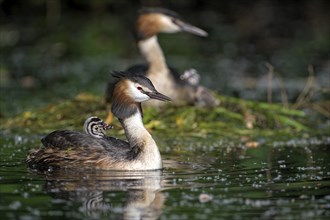 Great Crested Grebe (Podiceps cristatus), pair at the nest, with chicks, Krickenbecker Seen, North