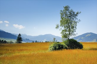 View over the Rothenthurm raised bog with birch in the foreground, Canton Schwyz, Switzerland,