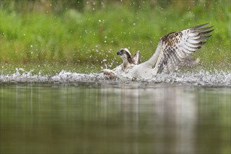 Western osprey (Pandion haliaetus) hunting, Aviemore, Scotland, Great Britain