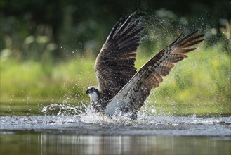 Western osprey (Pandion haliaetus) hunting, Aviemore, Scotland, Great Britain