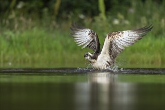 Western osprey (Pandion haliaetus) hunting, Aviemore, Scotland, Great Britain