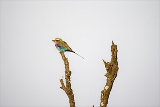 Lilac-breasted roller (Coracias caudatus) sitting on a branch in front of a blue sky, Kruger