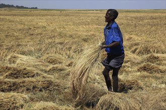 Amhara region, farmers harvesting teff, teff, tef, dwarf millet, Eragrostis tef, seeds are