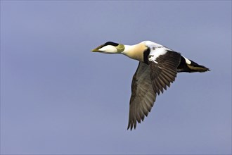 Common eider (Somateria mollissima), Heligoland, Westerhever, Schleswig-Holstein, Federal Republic