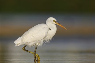 Western Reef Heron, Western Reef-Heron, Western Reef-Egret, (Egretta gularis), Garceta Dimorfa,