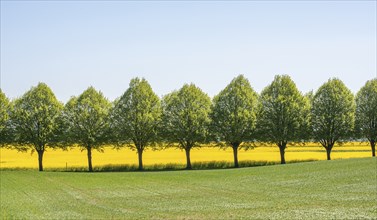 Avenue with linden trees by fields with rapeseed in Ystad Municipality, Skane, Sweden, Scandinavia,