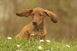 Dachshund, dachshund, young animal, 12 weeks old