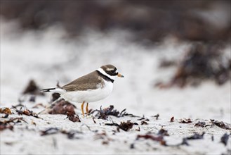 Ringed Plover (Charadrius hiaticula), adult bird standing among seaweed on the beach, Varanger,