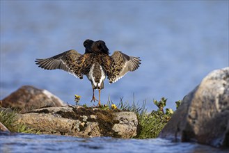 Ruff (Calidris pugnax), adult male in splendour plumage hopping and spreading wings, Varanger,