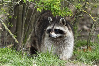 Raccoon (Procyon lotor) animal portrait, France, Europe