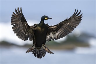 Common shag (Phalacrocorax aristotelis), in flight, Hornoya Island, Hornoya, Vardo, Varanger