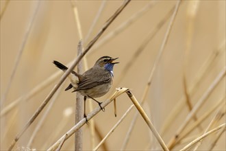 Bluethroat (Luscinia svecica) singing on a reed, wildlife, Germany, Europe