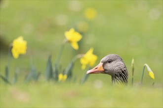 A greylag goose (Anser anser) partially obscured by grass with yellow daffodils in the background,