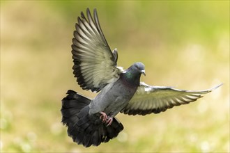 City dove (Columba livia forma domestica) in flight, wildlife, Germany, Europe