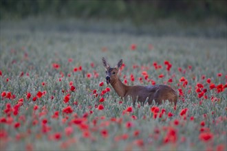 Roe deer (Capreolus capreolus) adult female doe in a wheat field with flowering poppies, Suffolk,