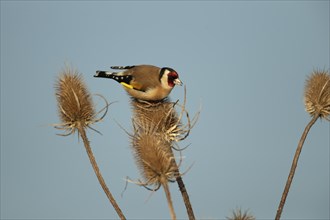 European goldfinch (Carduelis carduelis) adult bird on a Teasel (Dipsacus fullonum) seedhead,