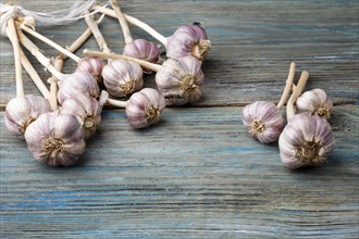 Fresh violet garlic on a blue rustic wooden background with copy space