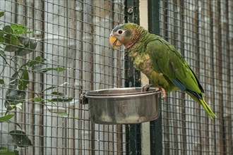 Jamaican Amazon (Amazona collaria), Walsrode Bird Park, Lower Saxony, Germany, Europe