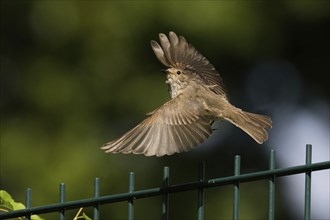 A spotted flycatcher (Muscicapa striata) in flight over a green wire fence in a natural, green