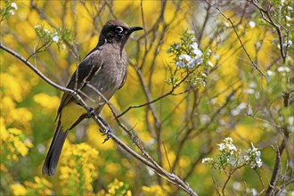 Cape Bulbul (Pycnonotus capensis), adult, on guard, Kirstenbosch Botanical Gardens, Cape Town,