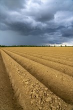 Dark rain clouds, thunderclouds over a potato field, near Grevenbroich, North Rhine-Westphalia,