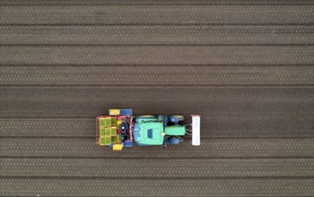 Lettuce plants are planted with a planting machine, Agriculture, Spring