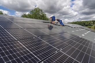 Installation of solar modules on the roof of a barn on a farm, over 210 photovoltaic modules are