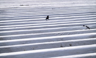 Asparagus fields, asparagus stems under foil, for faster growth, KrÃ¤hellen, near Kirchhellen,