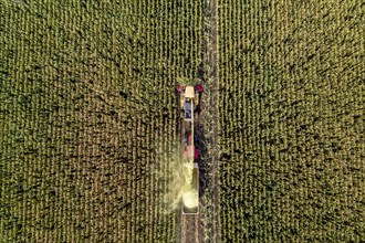 Maize harvest, combine harvester, chopper works its way through a maize field, the silage is pumped