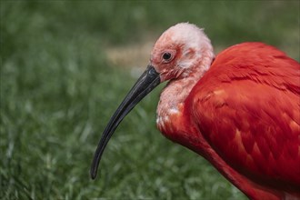 Scarlet ibises (Eudocimus ruber), Walsrode Bird Park, Lower Saxony, Germany, Europe