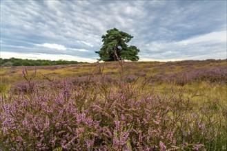 The Westruper Heide, in the Hohe Mark Westmünsterland nature park Park, near Haltern am See,