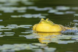 Bullfrog, Lithobates catesbeianus. A male bullfrog floating on a lake and calling when another male