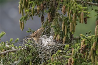 Common kestrel (Falco tinnunculus), female adult bird with young birds not yet ready to fly in the