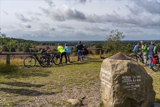 Flowering heath, heather and juniper bushes, viewpoint on the Wilseder Berg, in the Lüneburg Heath