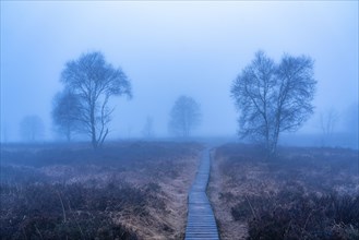 The High Fens nature park Park, in the German-Belgian border region near Eupen, winter, fog, wooden