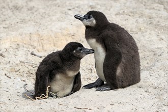 African penguin (Spheniscus demersus), two juveniles, Boulders Beach, Simonstown, Western Cape,