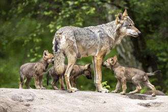 An adult wolf stands with three small pups on a rock in the forest, European grey gray wolf (Canis