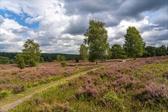 Heather blossom of the heather, in the Büsenbach valley, Lüneburg Heath nature reserve, Lower