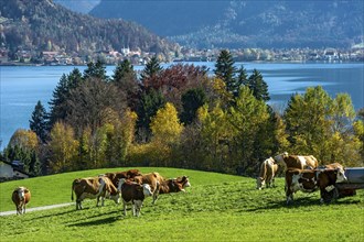 Cows on a pasture at Lake Tegernsee, lake and village behind, Mangfall mountains, Bavarian Prealps,