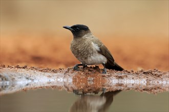 Grey bulbul (Pycnonotus barbatus), adult, at the water, Kruger National Park, Kruger National Park,