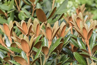 Alpine Rose (Rhododendron 'Hydon Velvet'), Anchers Havecenter, Hamburg, Hamburg, Germany, Europe