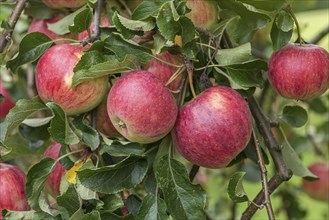 Apple (Malus domestica 'Reanda'), LVG Erfurt, Germany, Europe