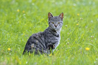 Mackerel striped tabby cat in meadow, showing typical M-shaped marking on the forehead