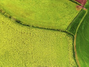 TOP DOWN over Rapeseed fields and Farms from a drone, Devon, England, United Kingdom, Europe