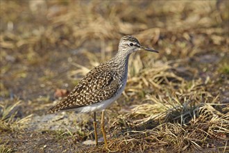 Wood Sandpiper (Tringa glareola) Central Sweden, Sweden, Scandinavia, Europe