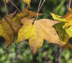 Yellow-orange autumn maple leaves in the park