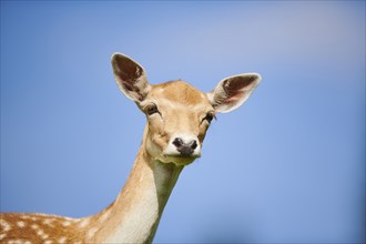 European fallow deer (Dama dama) doe, portrait, Kitzbühel, Wildpark Aurach, Austria, Europe