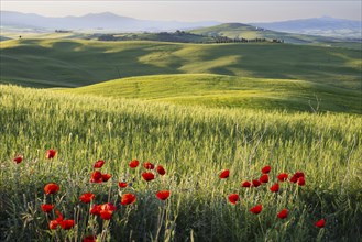 Landscape at sunrise around Pienza, Val d'Orcia, Orcia Valley, UNESCO World Heritage Site, Province